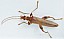 oedemera_femoralis_male.jpg