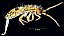 orchesella_cincta.jpg