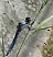 orthetrum_coerulescens_male_1.jpg
