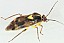 orthops_basalis.jpg