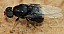 pachygaster_atra_femelle.jpg