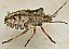 pentatoma_rufipes_juvenile.jpg