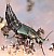 philonthus_laminatus.jpg