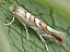 phyllonorycter_muelleriella.jpg