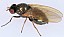 physiphora_alceae.jpg
