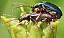 plateumaris_consimilis_copula.jpg