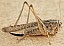 platycleis_affinis_femelle.jpg