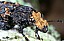platyrhinus_resinosus_1.jpg