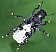 platyrhonus_resinosus.jpg