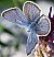 plebejus_argus_male.jpg