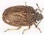 podops_inuncta.jpg
