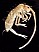 pogonognathellus_longicornis.jpg
