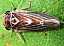 populicerus_populi_1.jpg