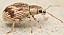 pseudomyllocerus_sinuatus.jpg