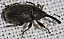 rhinusa_asellus.jpg