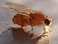 sapromyza_quadripunctata.jpg