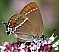 satyrium_spini.jpg