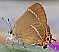 satyrium_w_album.jpg