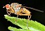 scathophaga_inquinata_lutarium.jpg