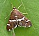 spoladea_recurvalis.jpg