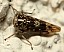 stenidocerus_poecilus_1.jpg
