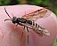 strongylogaster_multifasciata.jpg