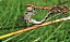 sympetrum_striolatum_copula.jpg