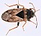 trapezonotus_sp.jpg