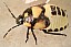 tritomegas_bicolor_juvenile.jpg