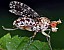 trypetoptera_punctulata.jpg