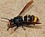 vespa_velutina_fondatrice.jpg