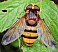 volucella_inanis_femelle.jpg