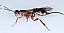 xorides_praecatorius_femelle.jpg