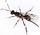 xorides_praecatorius_femelle_1.jpg