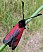 zygaena_purpuralis.jpg
