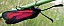 zygaena_purpuralis_1.jpg