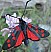 zygaena_transalpina.jpg