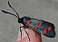 zygaena_transalpina_1.jpg