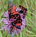zygaena_transalpina_2.jpg