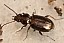 bembidion_lampros_1.jpg