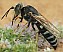 bembix_oculata_male_1.jpg