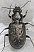blethisa_multipunctata.jpg