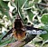 bombylius_major_male_1.jpg