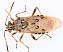brachycarenus_tigrinus.jpg