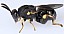 brachymeria_minuta.jpg