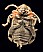 bruchus_rufimanus_1.jpg
