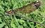 calopteryx_haemorrhoidalis_femelle.jpg