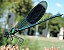 calopteryx_splendens_splendens_male.jpg