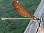 calopteryx_virgo_femelle_1.jpg