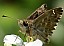 carcharodus_alceae_1.jpg